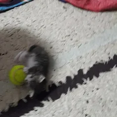 گربه ی من با توپ بازی میکنه🥺
