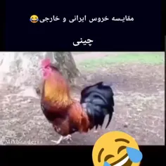 خروس جنگی کی بودم مح🤣