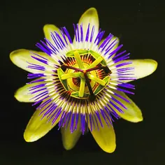 گل Passiflora