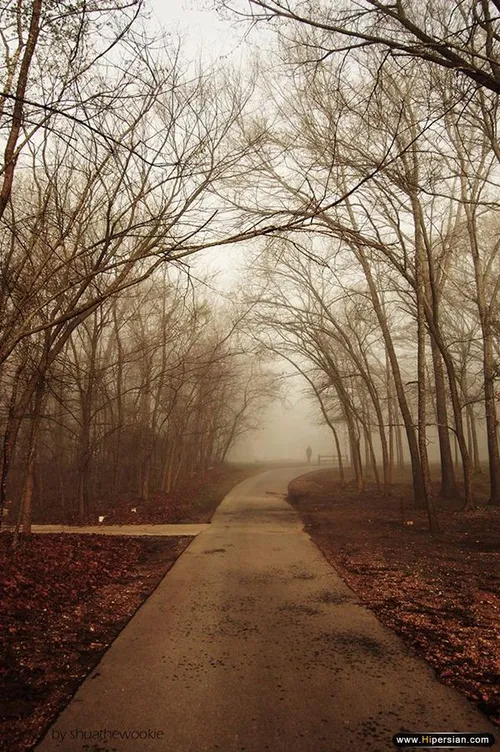 طبیعت جاده مه جنگل درخت