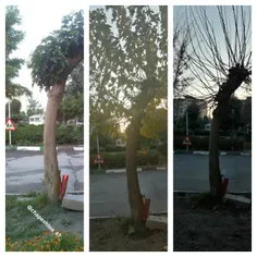 مثل درخت باش