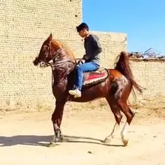 اسب عرب..👌🤟👍🤙🐎🐎🐎