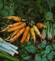 🍒آدم بيش از يک بار به دنيا نمی‌آيد 