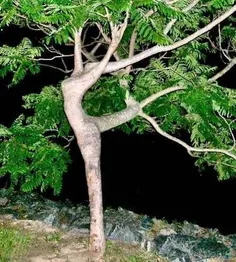 رقص درخت