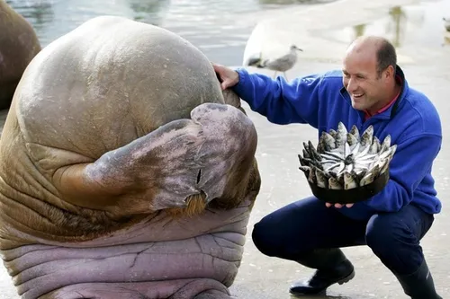کیک تولد شیر دریایی