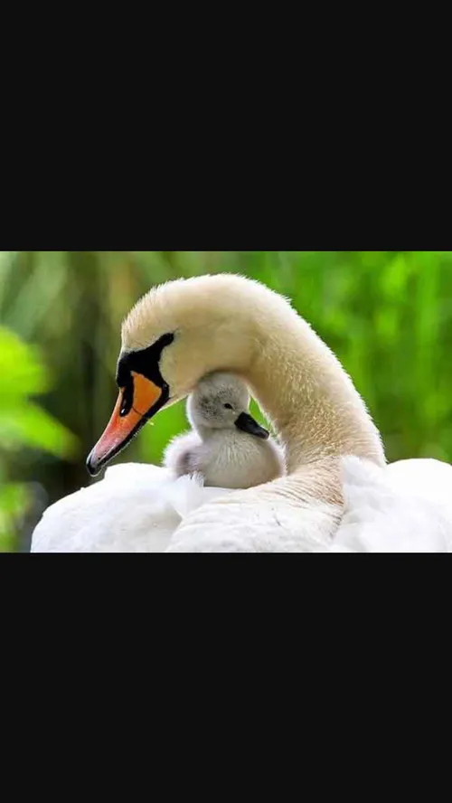 عشق مادرانه در همه موجودات زیبا و جذاب