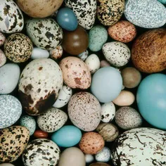 🔹 خواص شگفت انگیز تخم پرندگان !