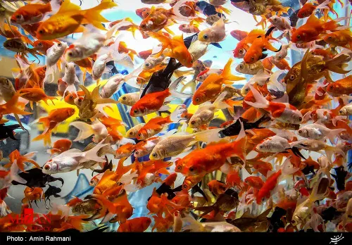 شایعه ای رواج پیدا کرده که ماهی قرمز از چین به ایران آمده