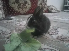 خرگوشمو خیلی دوس دارم