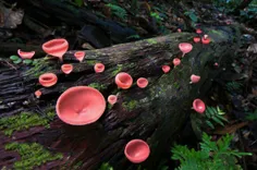 گونه ی عجیبی از قارچ ها که به قارچ های فنجانی معروف هستند
