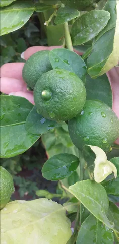 لیموهای باغچمون😍 😄