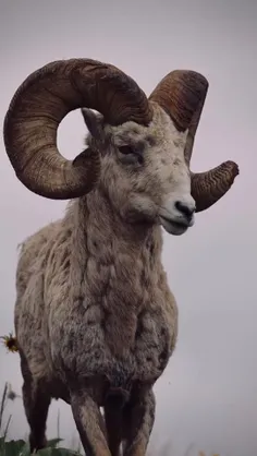 بز کوهی، حیوان ملی کوردستان