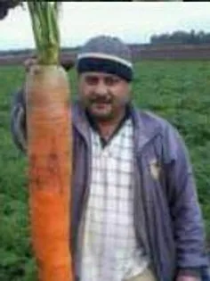 بزرگترین هویج دنیا.130 سانتی متر