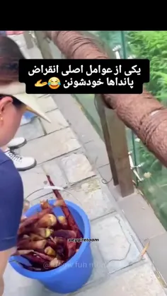 چرا اینا انقدر خنگ و کیوت تشریف دارن آخهه🥺😂😂😂😂😂😍😍🤗🤗