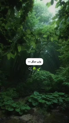 خوشا بی‌خبری از احوال جهان . .🍃😍