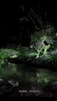 جغد ماهی‌خوار بلکیستون (Blakiston's fish owl)، بزرگترین گ