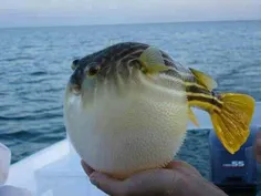 اینم یه ماهی قشنگ