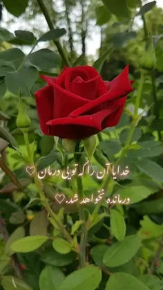 سلام و احترام🌹