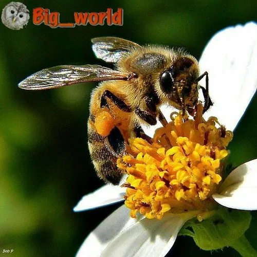 یک زنبور ناگزیر است دومیلیون دفعه رویه گلها بنشیند تا یک 