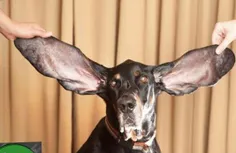 "هاربور" رکورددار بلندترین گوش در میان سگ ها با 31 سانتی 
