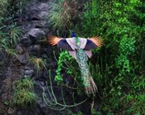 یکی از نیایاب ترین عکسهای پرواز طاوس