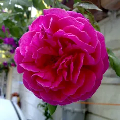 گل گلاب