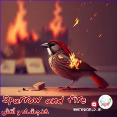 🕊Sparrow and fire 