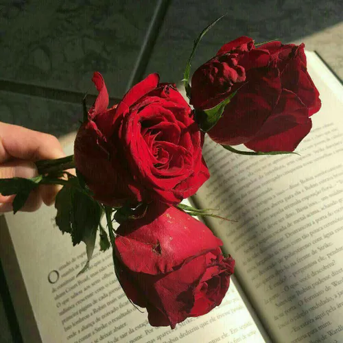 "في القراءة كما في الحبّ ،♥