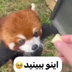 فقسلی:/