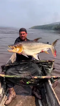 ببرماهی جالوت Goliath tigerfish، ببرماهی غول‌پیکر یا امبن