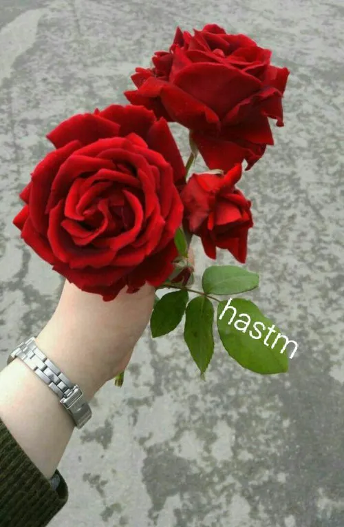 🌹گل سرخ نشانه عشق و دوست