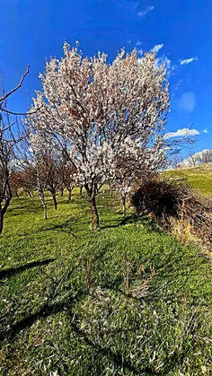 بهار 1400 بود این عکس گرفتم تو باغ 