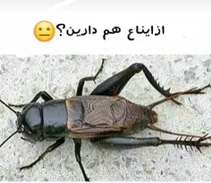 ابادان خرمشهر پر 😑 😑