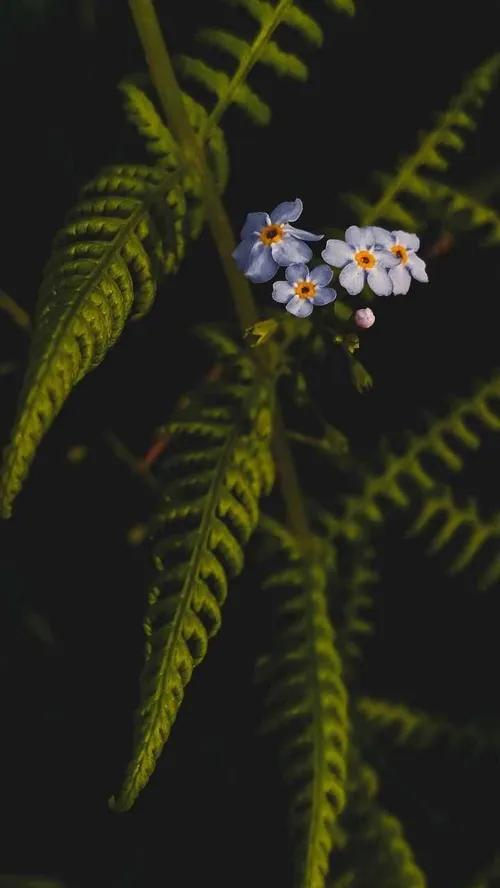 جـمیـݪ رائـع روعــہ ابــداع خاص قشنگ هنری بینظیر جذاب شیک