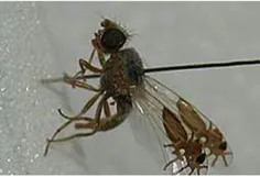 مگسی به نام G tridens به طرز شگفت‌انگیزی با تصاویر دو مور