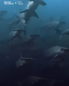 کوسه سر چکشی صدفی (Scalloped hammerhead) عمدتاً در آب‌های