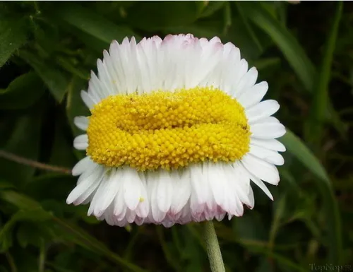 این گل جدیدم به افتخار دوستای عزیزم که انلاینن