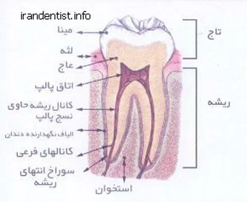اجزاء دندان