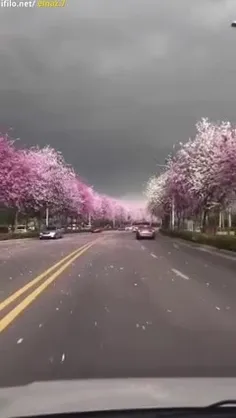 . سلام و ادب . ( اختصاصی و هنر _ کلیپ موسیقیایی کوتاه از 