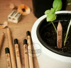 یک نوع#مداد وجود دارد که بعد از اتمام به#گیاه تبدیل می شو