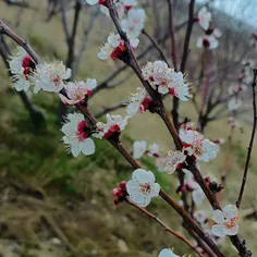 +گفت:یعنی میخوام بهت بگم دنیای دیونه‌ها قشنگ تره.