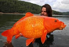 بزرگترین ماهی قرمز دنیا*