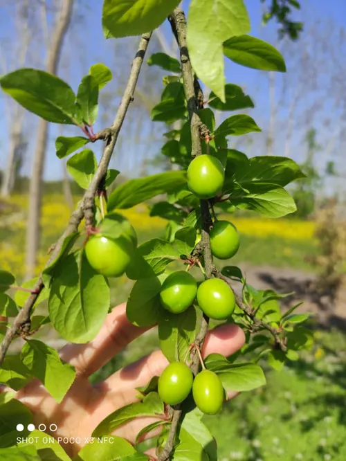 گوجه سبز باغمون 😋😋😋