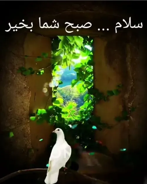 سلام 🌺🌹