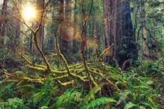 هر هکتار جنگل قادر است بیش از 5 تن گوگرد و غبار هوا را جذ