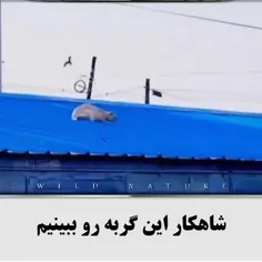 یه بنده خدایی گفت من پرستو هستم ازادم پس منم اون گربه ام