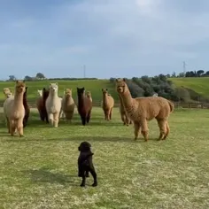 هاپوی کی بودی تو؟ 🐪🐩🐕🐶