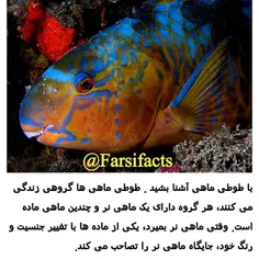 #طبیعت#naturefarsifacts