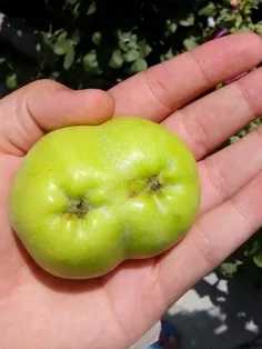 سیب دوقلو ندیده بودیم ،،ک دیدیم!!😂 😍 🍏 🍏