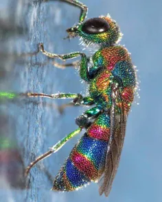 رنگ‌آمیزی فوق‌العاده بدن زنبور کوکو از خانواده Chrysidida